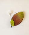 Cocoa pod